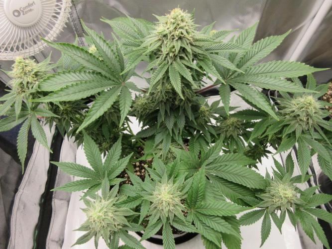 Apollo 11 x Grimm Glue Cross. Week 11 - Lil Joe - packing and stacking