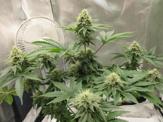 Apollo 11 x Grimm Glue Cross. Week 11 - Nice little Christmas tree!