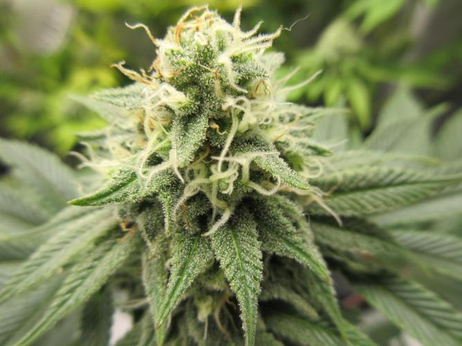 Apollo 11 x Grimm Glue Cross. Week 11 - Close up of top