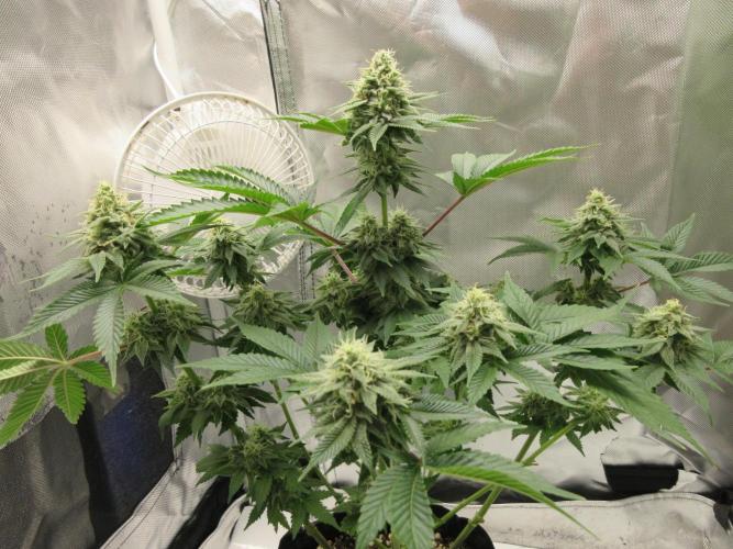 Apollo 11 x Grimm Glue Cross. Week 11