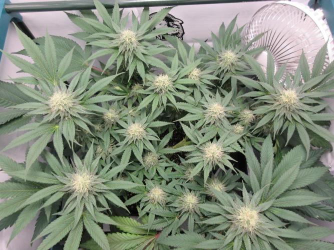 SENSI Sweet Cherry Kush-Time Lapse. Week 10 - Cherry Kush - Day 70