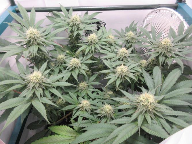 SENSI Sweet Cherry Kush-Time Lapse. Week 10 - 5 weeks flowering completed