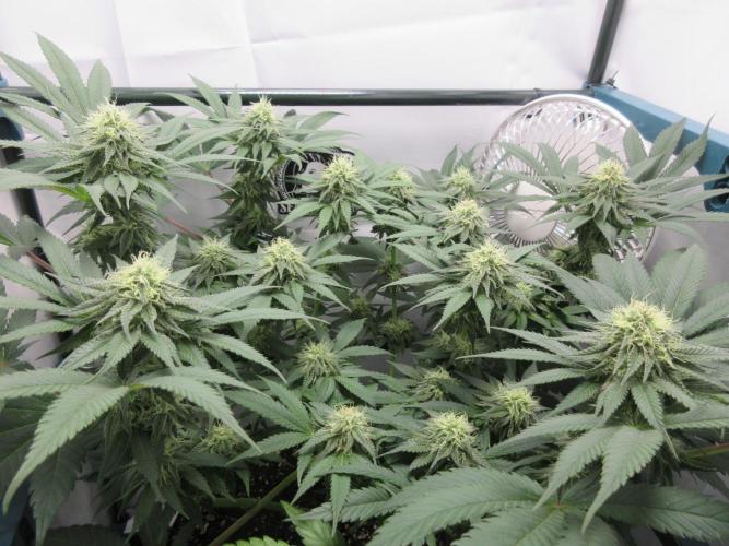 SENSI Sweet Cherry Kush-Time Lapse. Week 10 - View of canopy