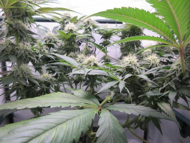 SENSI Sweet Cherry Kush-Time Lapse. Week 10 - Starting to pack it on