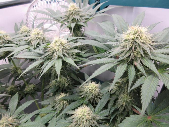SENSI Sweet Cherry Kush-Time Lapse. Week 10 - Nice development