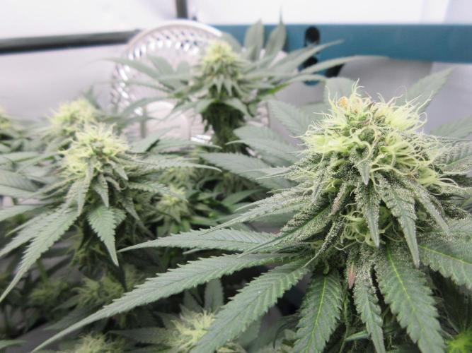 SENSI Sweet Cherry Kush-Time Lapse. Week 10 - View of tops