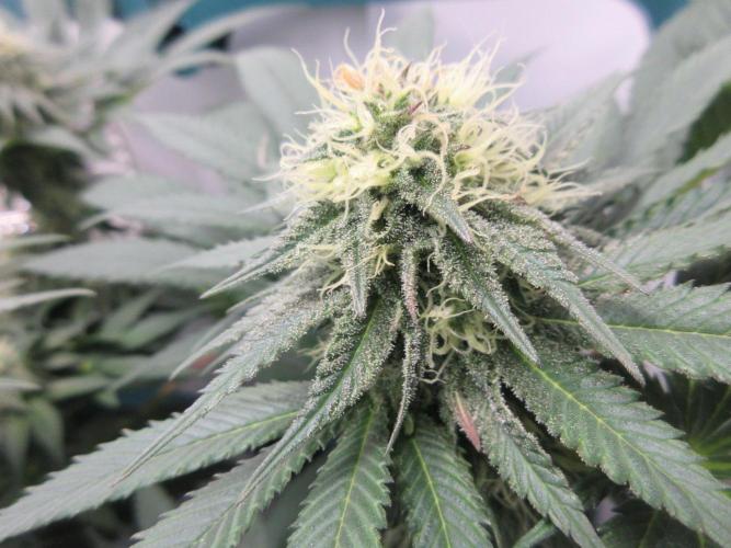 SENSI Sweet Cherry Kush-Time Lapse. Week 10 - Close up