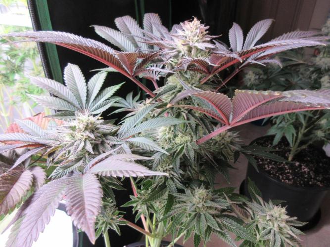 Grapefruit Grow. Week 12 - Grapefruit - 6 weeks flowering completed