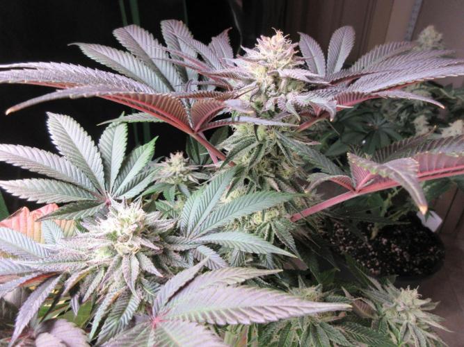Grapefruit Grow. Week 12 - Photo ready