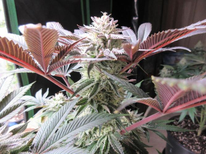 Grapefruit Grow. Week 12 - Purple ice