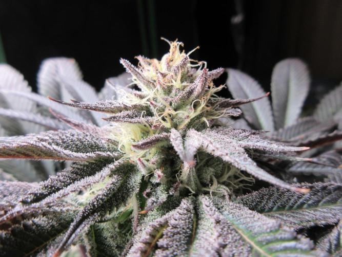 Grapefruit Grow. Week 12 - Close up of top