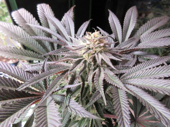 Grapefruit Grow. Week 12 - Top view