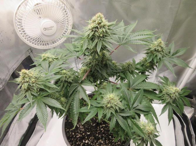 Apollo 11 x Grimm Glue Cross. Week 12 - Lil Joe - Week 6 completed