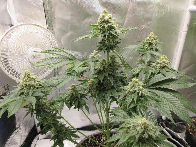 Apollo 11 x Grimm Glue Cross. Week 12 - Lil Joe
