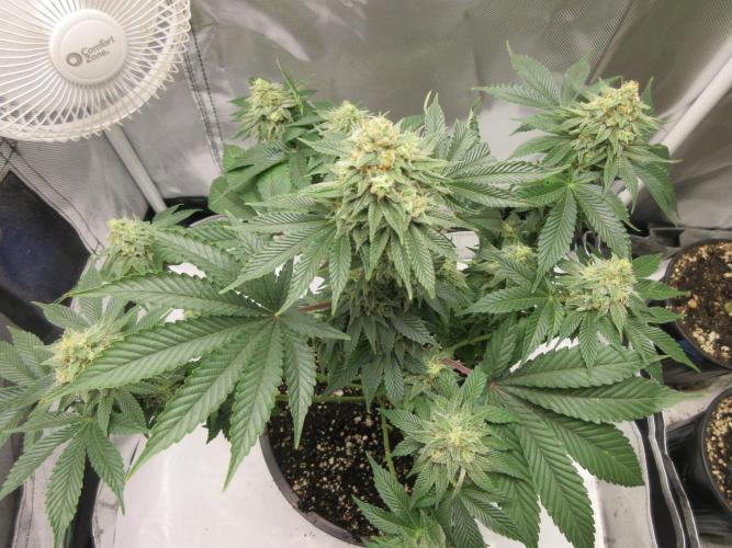 Apollo 11 x Grimm Glue Cross. Week 12 - Lil Joe