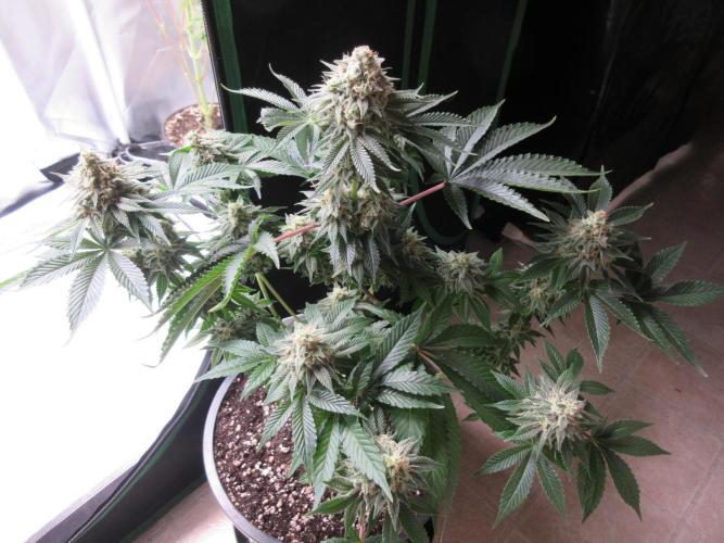 Apollo 11 x Grimm Glue Cross. Week 12 - Looking good!