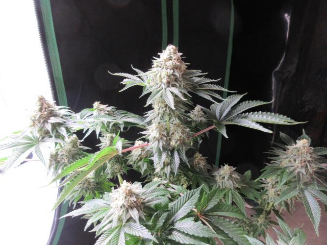 Apollo 11 x Grimm Glue Cross. Week 12 - View of main cola