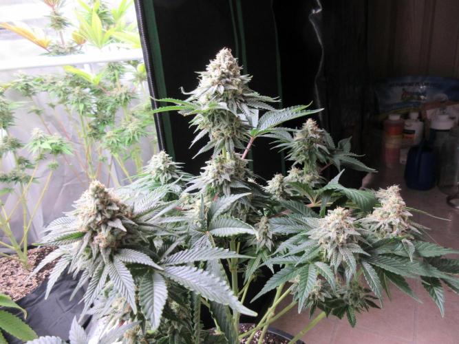 Apollo 11 x Grimm Glue Cross. Week 12 - View of canopy