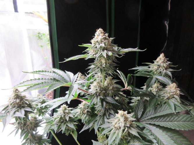 Apollo 11 x Grimm Glue Cross. Week 12 - Lil Joe