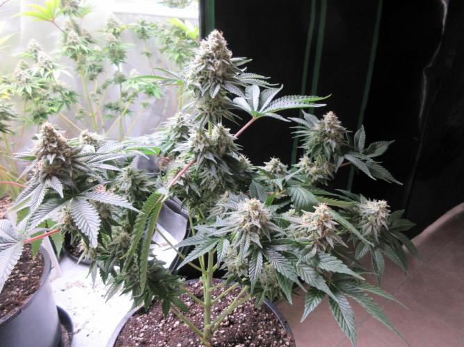 Apollo 11 x Grimm Glue Cross. Week 12 - View of plant