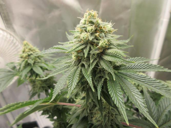 Apollo 11 x Grimm Glue Cross. Week 12 - Close up of top - Has orange pistils