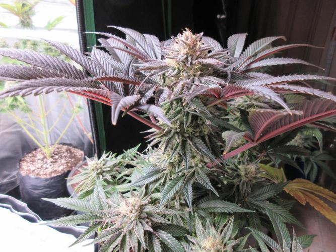 Grapefruit Grow. Week 13 - Grapefruit - 7 weeks flowering complete