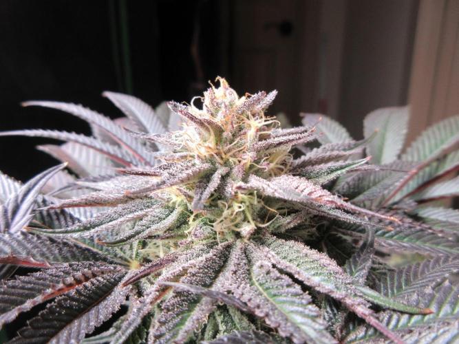 Grapefruit Grow. Week 13 - Heavy frost!