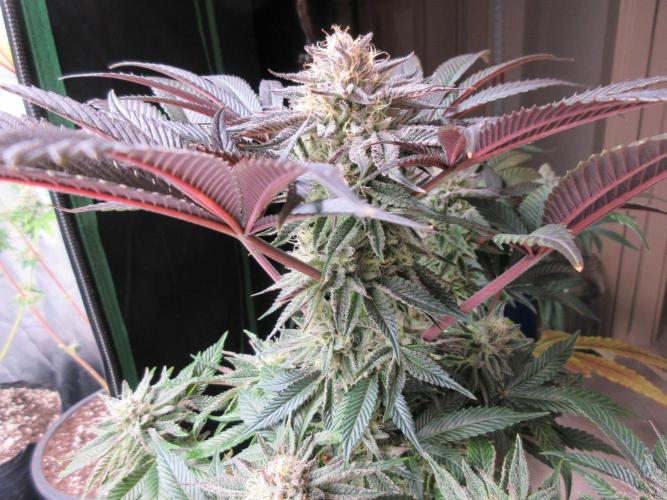 Grapefruit Grow. Week 13 - Packing it on