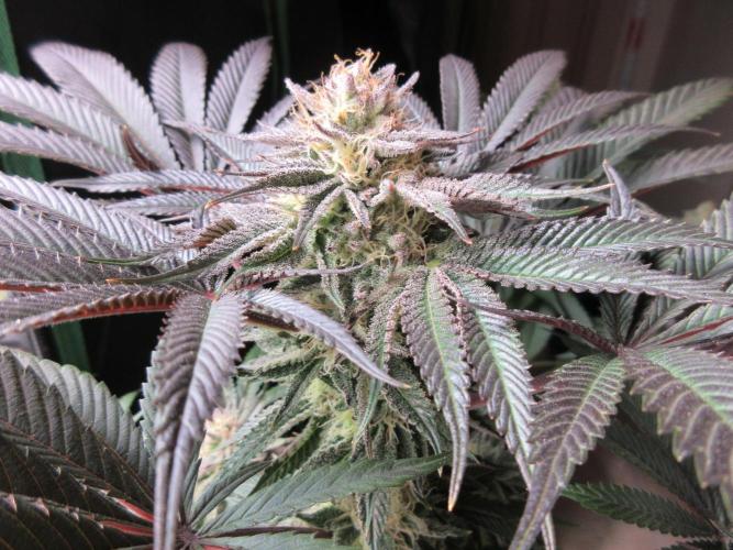 Grapefruit Grow. Week 13 - Close up