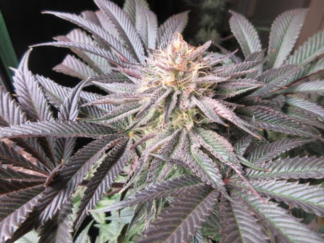 Grapefruit Grow. Week 13 - Looking tasty!
