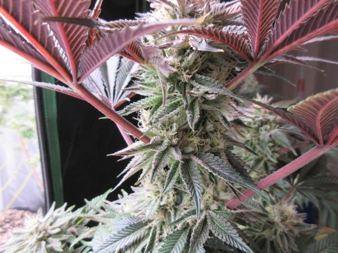 Grapefruit Grow. Week 13 - Main cola
