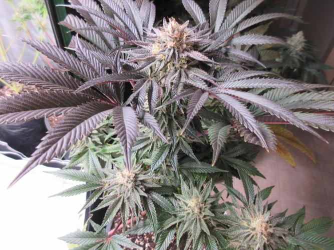 Grapefruit Grow. Week 13 - Top view