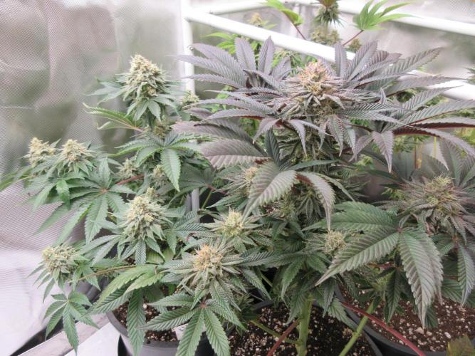 Grapefruit Grow. Week 13 - Tent mates with Lil Joe