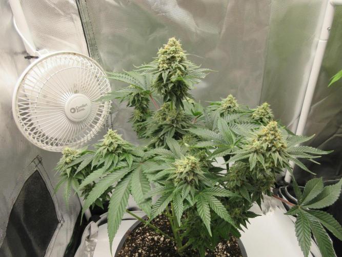 Apollo 11 x Grimm Glue Cross. Week 13 - Happy plant