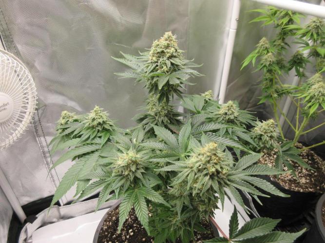 Apollo 11 x Grimm Glue Cross. Week 13 - Lil Joe - 7 weeks flowering completed