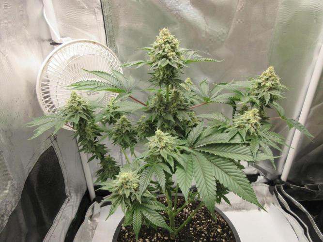 Apollo 11 x Grimm Glue Cross. Week 13 - Nice structure