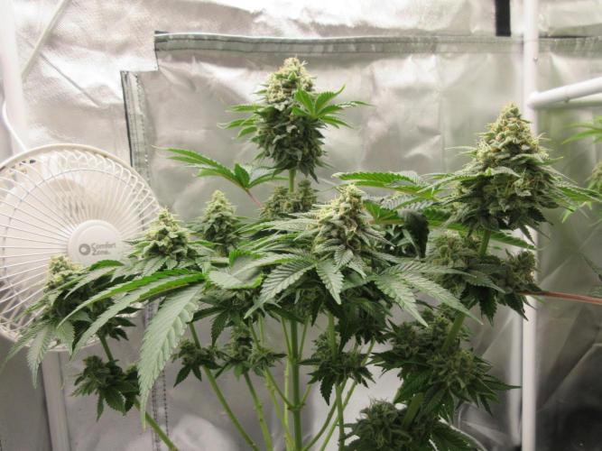 Apollo 11 x Grimm Glue Cross. Week 13 - Chunky bud development