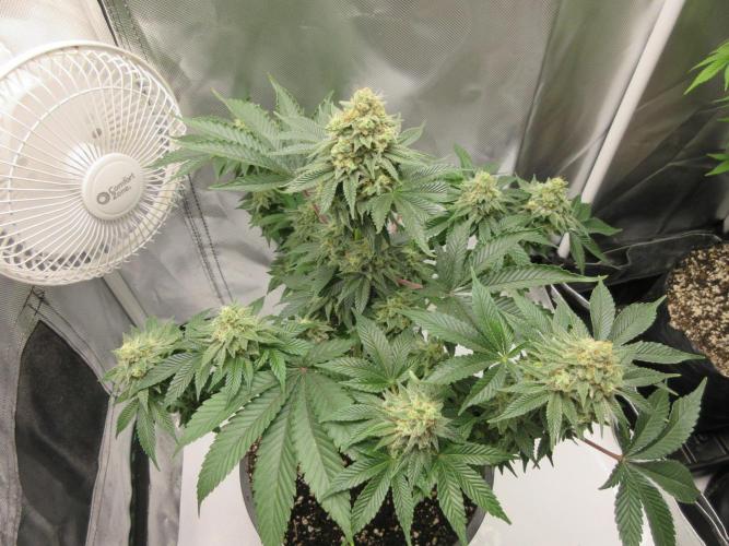 Apollo 11 x Grimm Glue Cross. Week 13 - Can you say Buds!