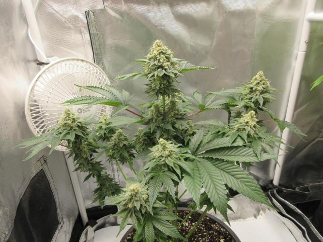 Apollo 11 x Grimm Glue Cross. Week 13 - Lil Joe