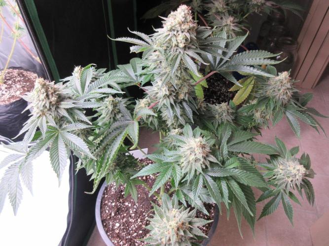 Apollo 11 x Grimm Glue Cross. Week 13 - Top view