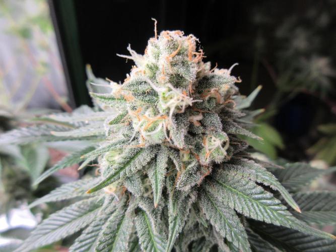 Apollo 11 x Grimm Glue Cross. Week 13 - Close up-looking about 10-14 days from chop