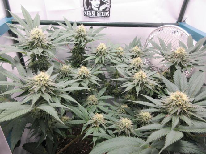 SENSI Sweet Cherry Kush-Time Lapse. Week 11 - Cherry Kush - 6 weeks flowering completed