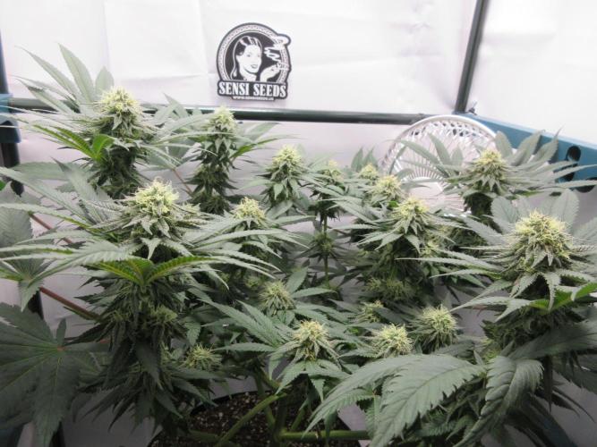 SENSI Sweet Cherry Kush-Time Lapse. Week 11 - Sensi Kush