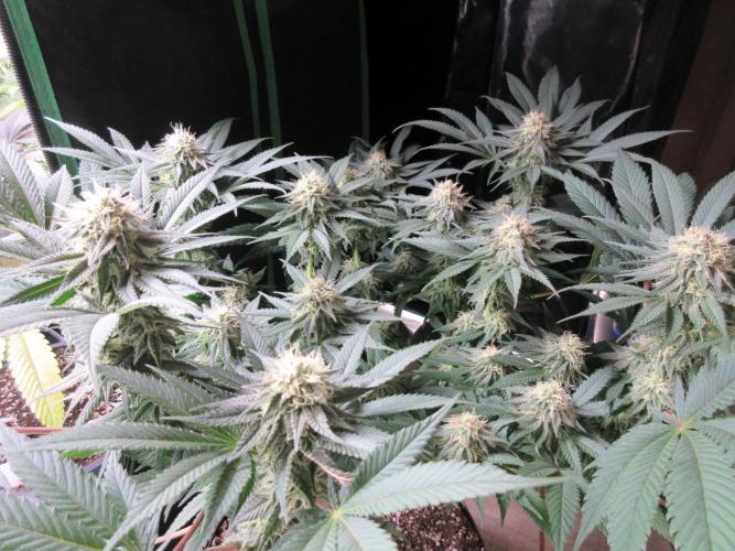 SENSI Sweet Cherry Kush-Time Lapse. Week 11 - View of canopy
