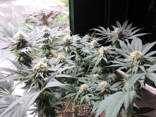 SENSI Sweet Cherry Kush-Time Lapse. Week 11 - Being moved to the next tent