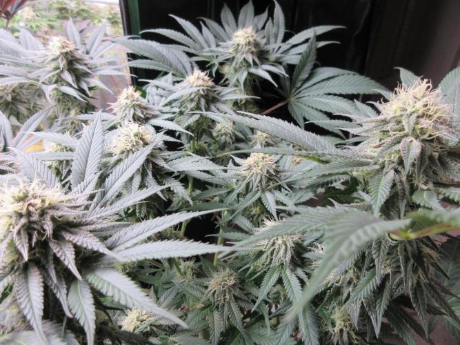 SENSI Sweet Cherry Kush-Time Lapse. Week 11 - View of top of canopy