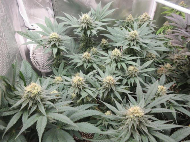 SENSI Sweet Cherry Kush-Time Lapse. Week 11 - In the other tent for the rest of flowering