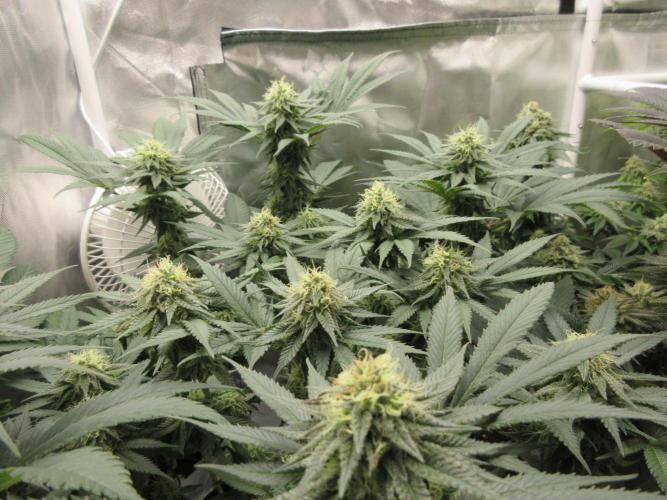 SENSI Sweet Cherry Kush-Time Lapse. Week 11 - Nice bud formation