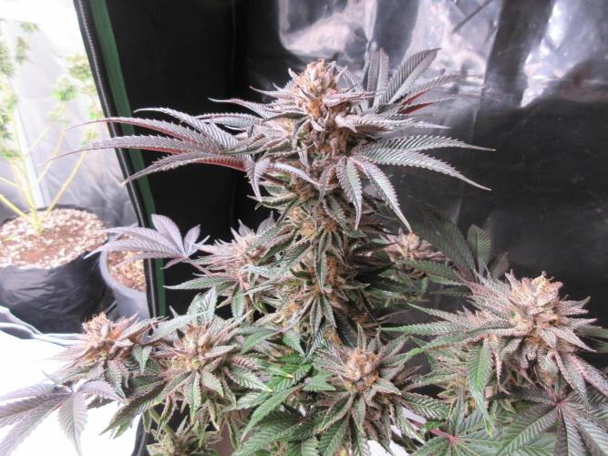 Grapefruit Grow. Week 14 - Grapefruit Strain - 8 weeks flowering completed