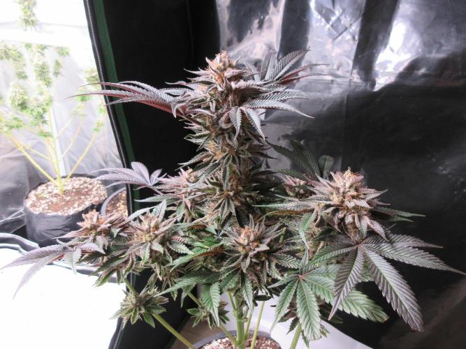 Grapefruit Grow. Week 14 - Nice structure